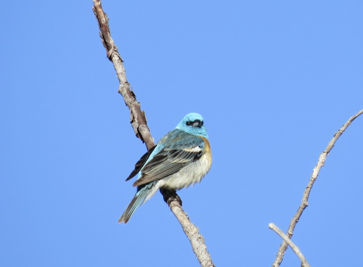 Lazuli Bunting - ML29613671