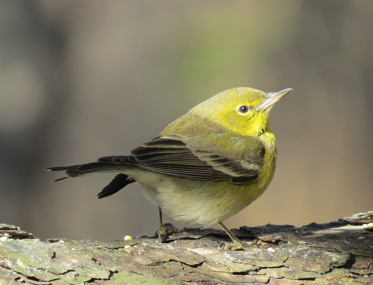 Pine Warbler - shelley seidman