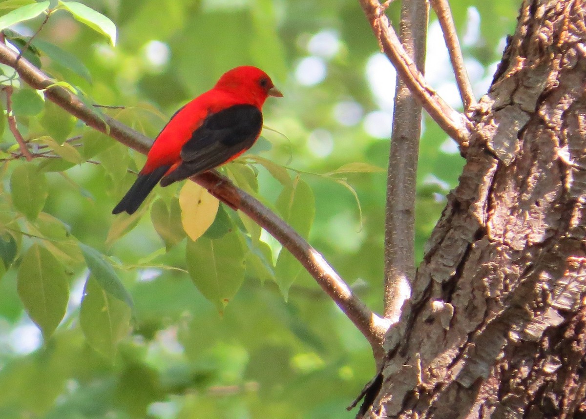 Scarlet Tanager - ML29613891