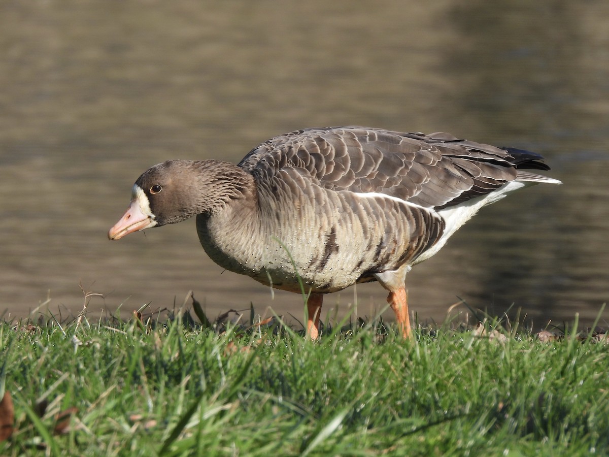 Greater White-fronted Goose - Daniel Jonas