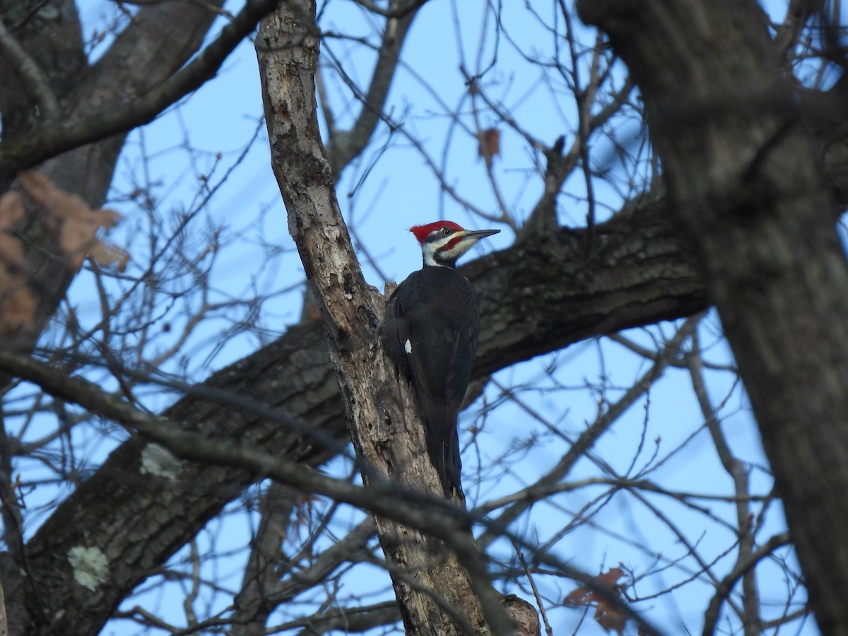 Pileated Woodpecker - ML296139331