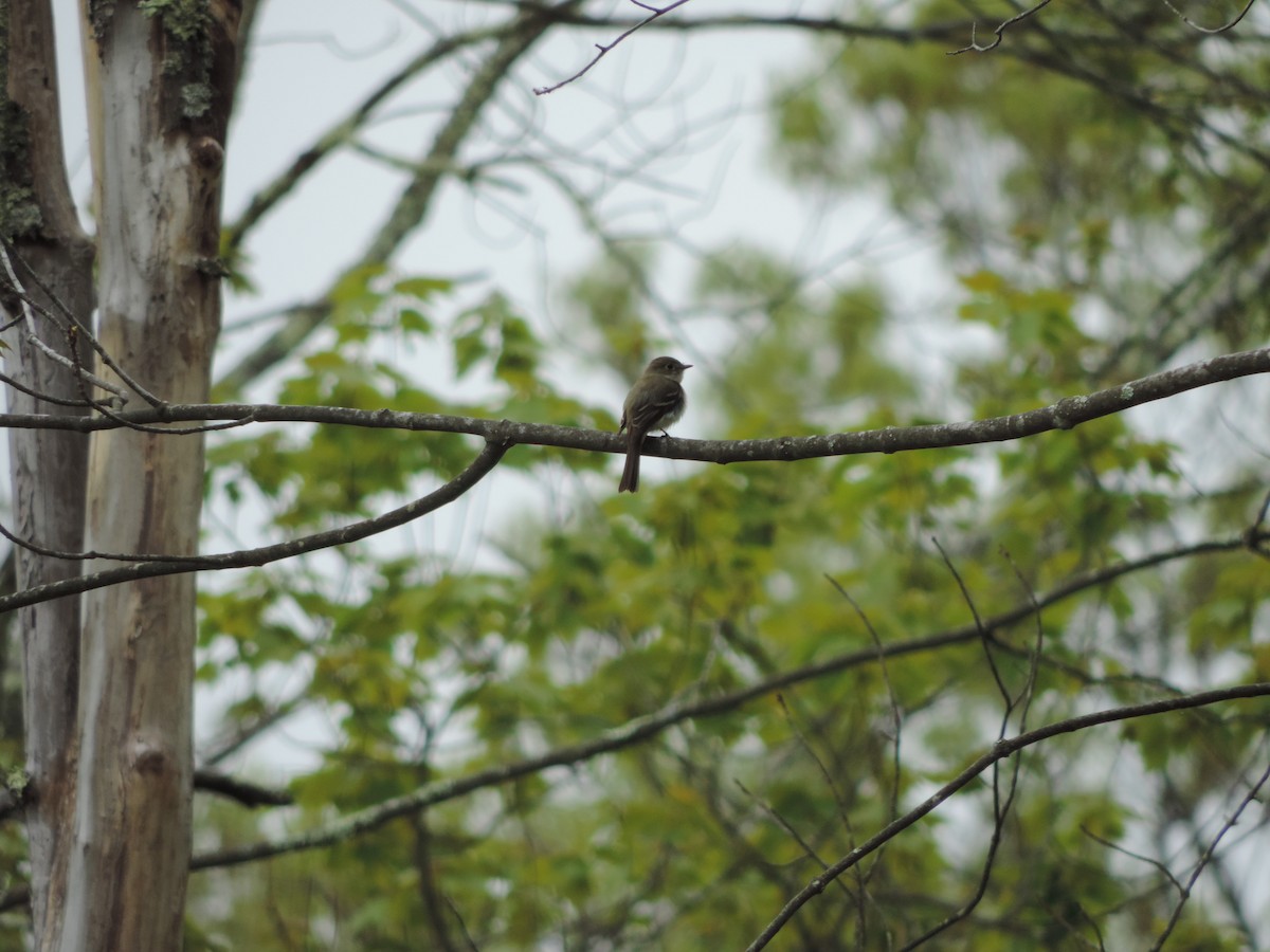 Least Flycatcher - ML29614151