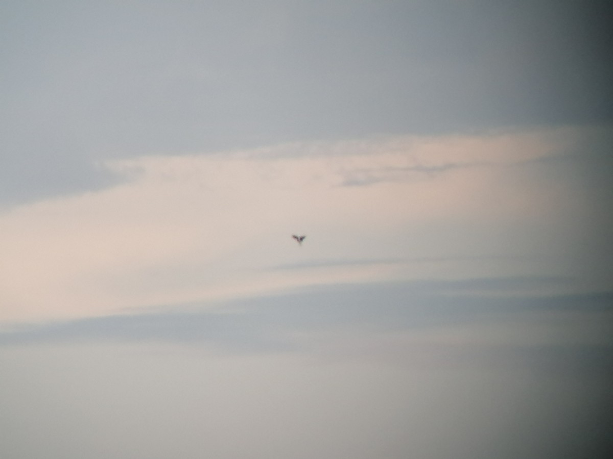 White-tailed Kite - ML296142821