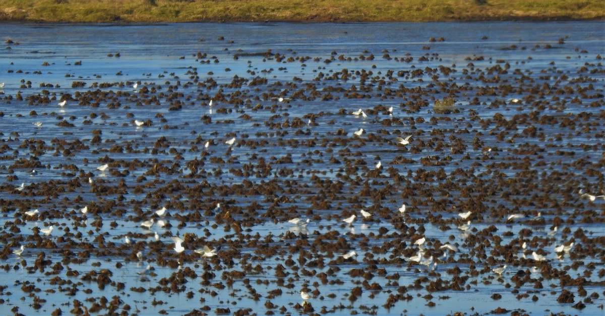 Ring-billed Gull - ML296143171