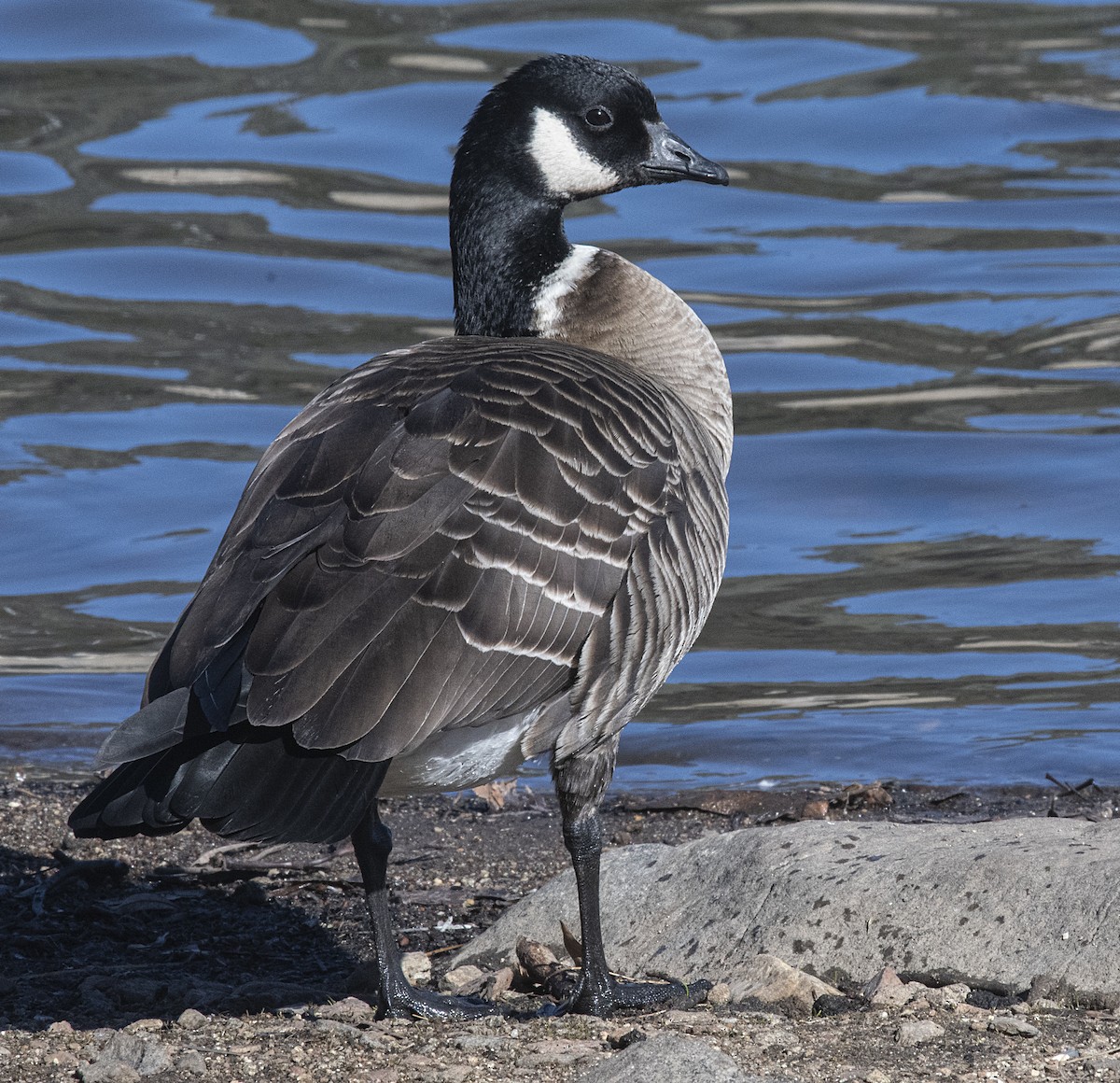 Cackling Goose - Terry  Hurst