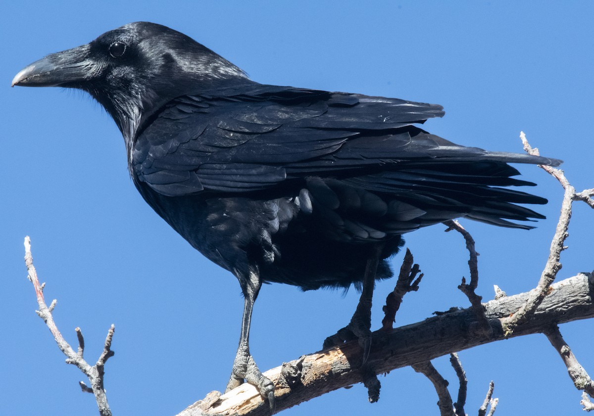 Common Raven - Terry  Hurst