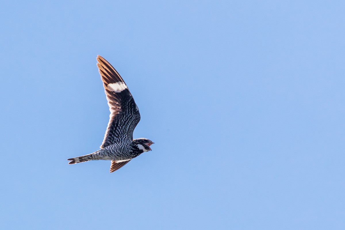 Common Nighthawk - Ron Horn