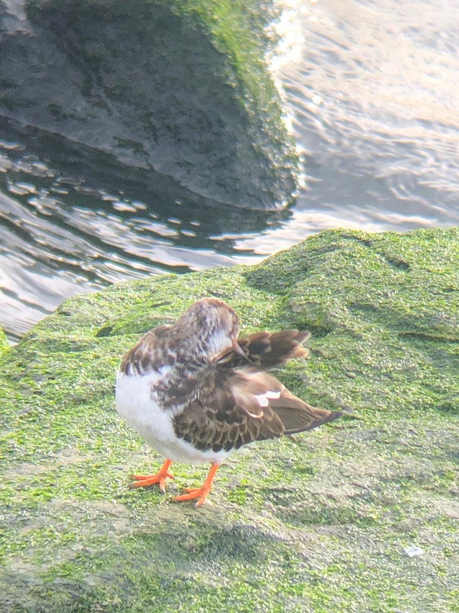 Ruddy Turnstone - ML296148911