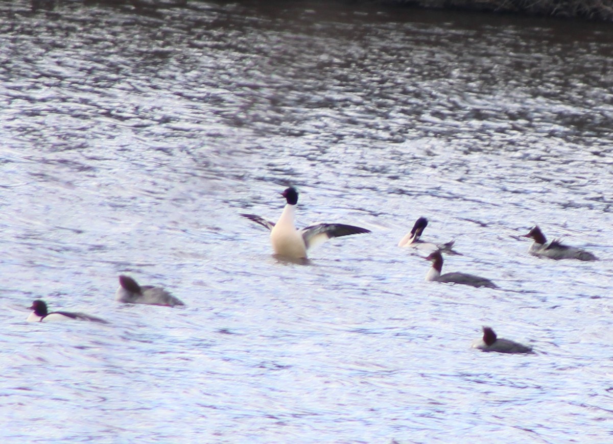 Common Merganser (North American) - ML296149191