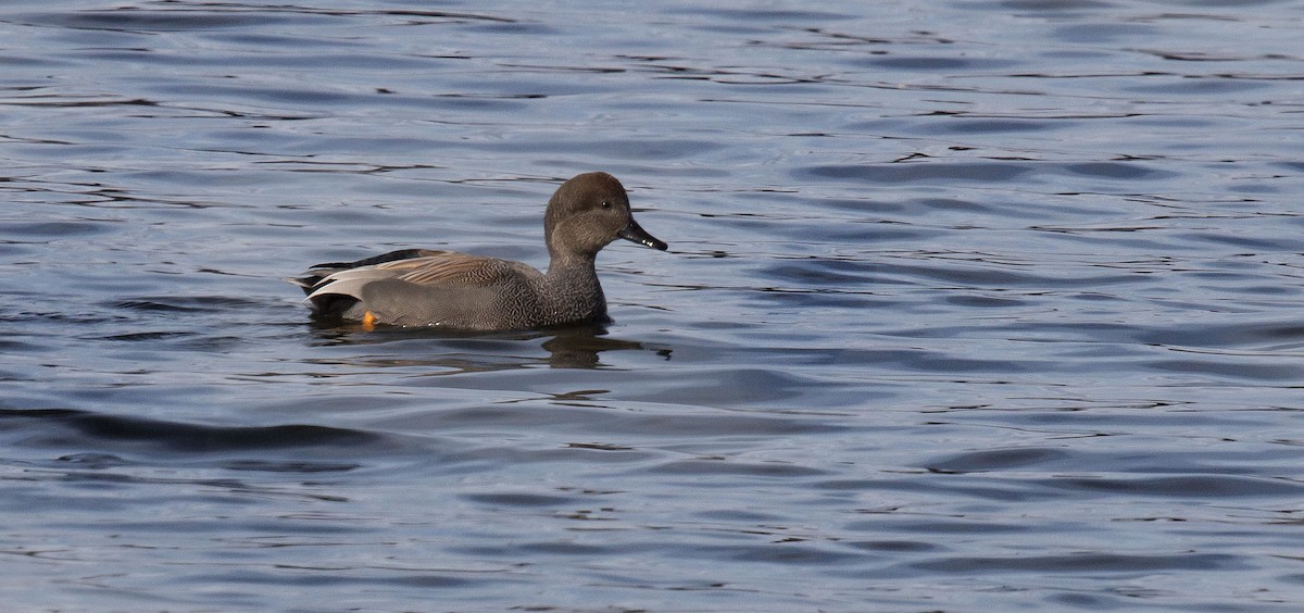 Gadwall - Bonnie Graham