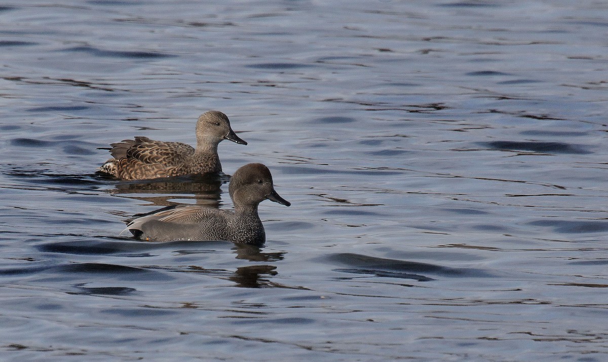 Gadwall - Bonnie Graham