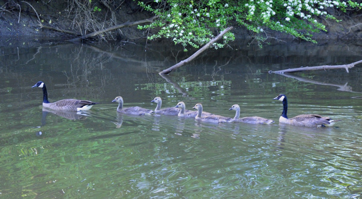 Canada Goose - Chris Zimmer