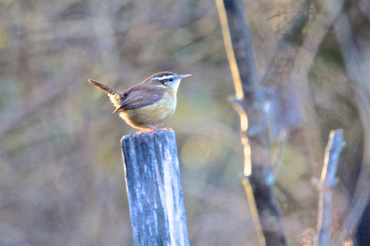 Carolina Wren - ML296158461