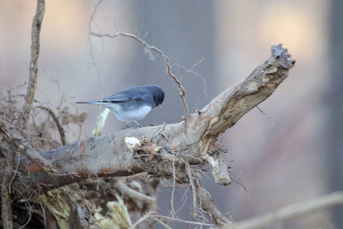 Dark-eyed Junco - Vickie Baily