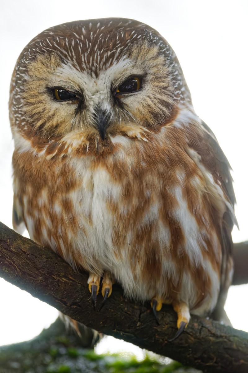 Northern Saw-whet Owl - ML296161141