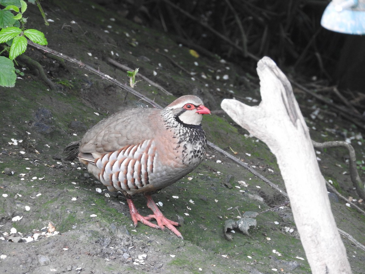 Red-legged Partridge - ML29616181