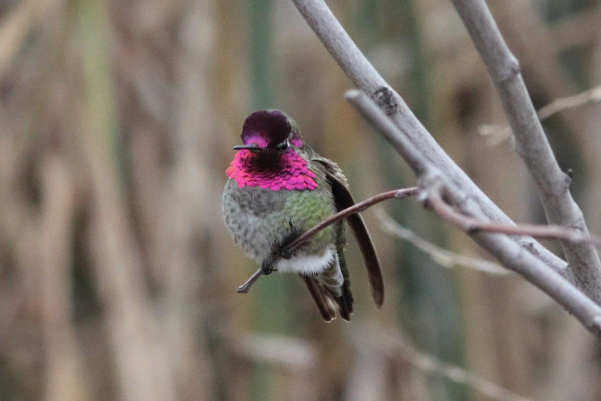 Colibrí de Anna - ML296162691