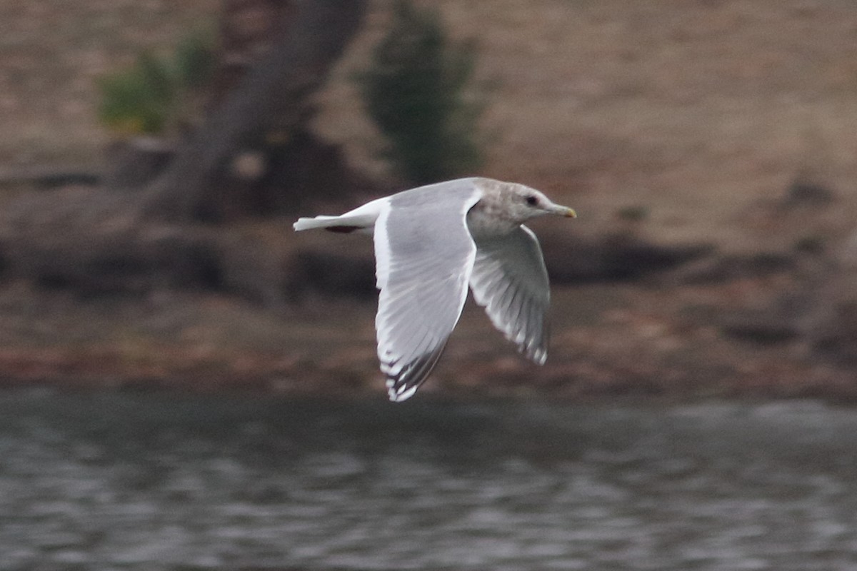 Iceland Gull (Thayer's) - ML296162811