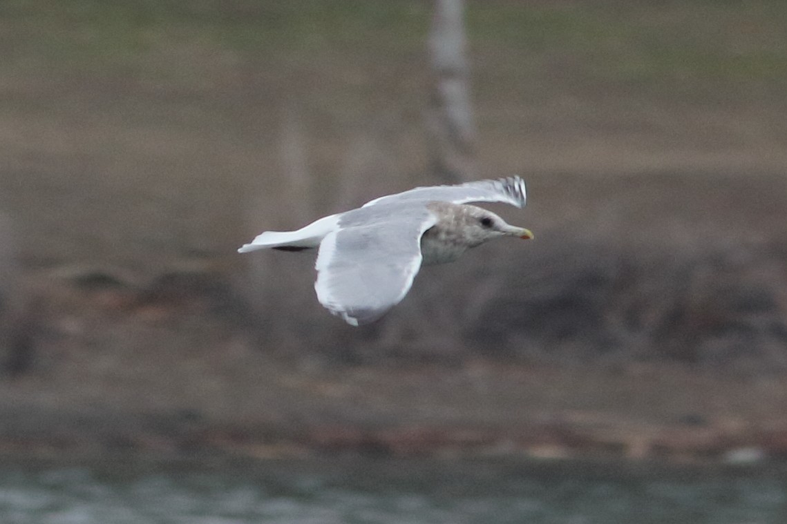 Iceland Gull (Thayer's) - ML296162831