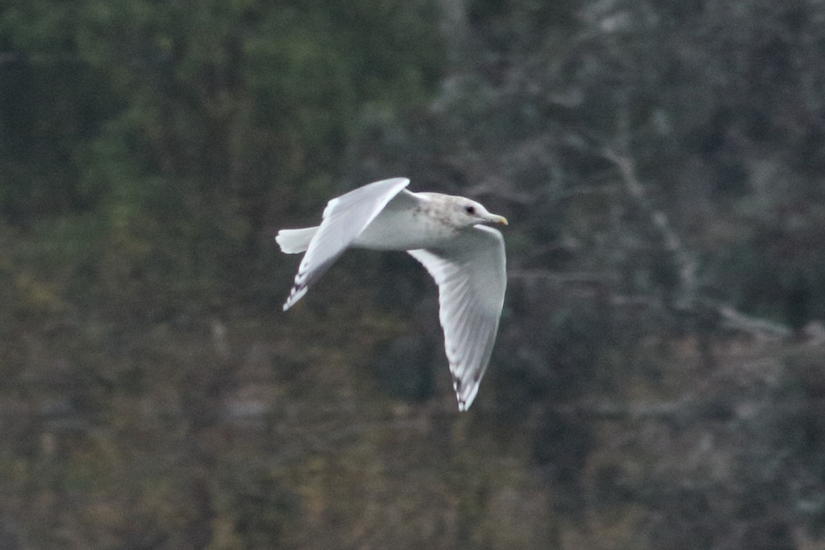 Iceland Gull (Thayer's) - ML296162891