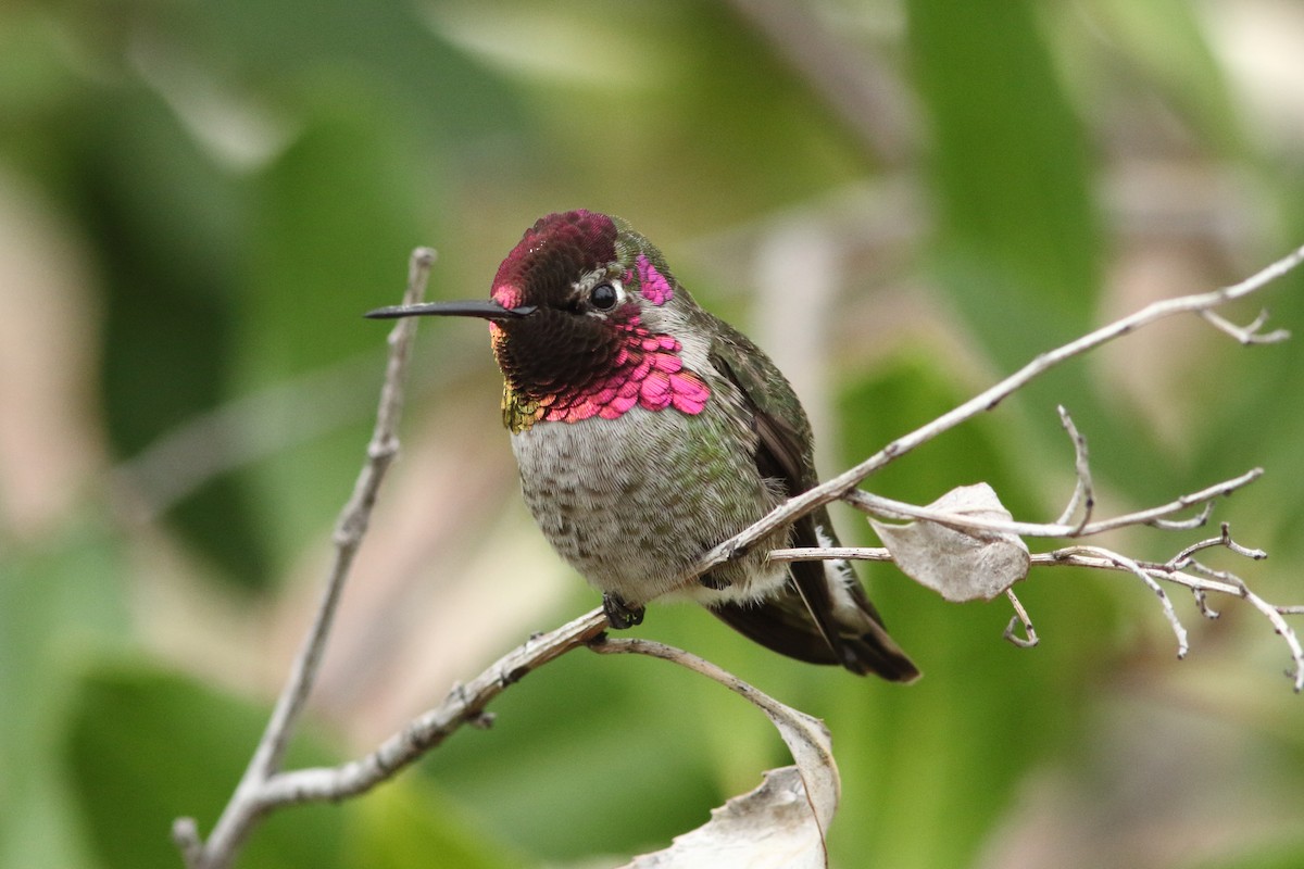 Anna's Hummingbird - ML296163261