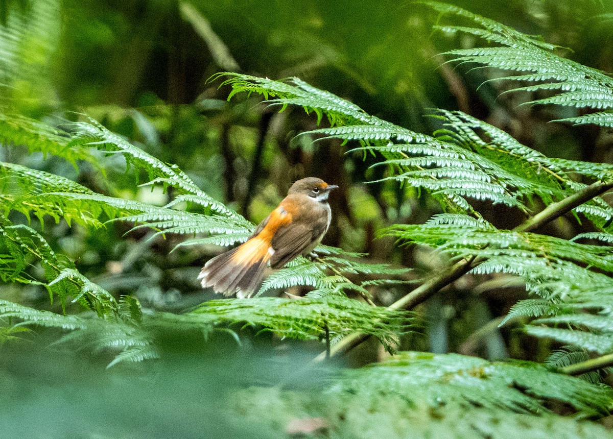 Australian Rufous Fantail - ML296163811