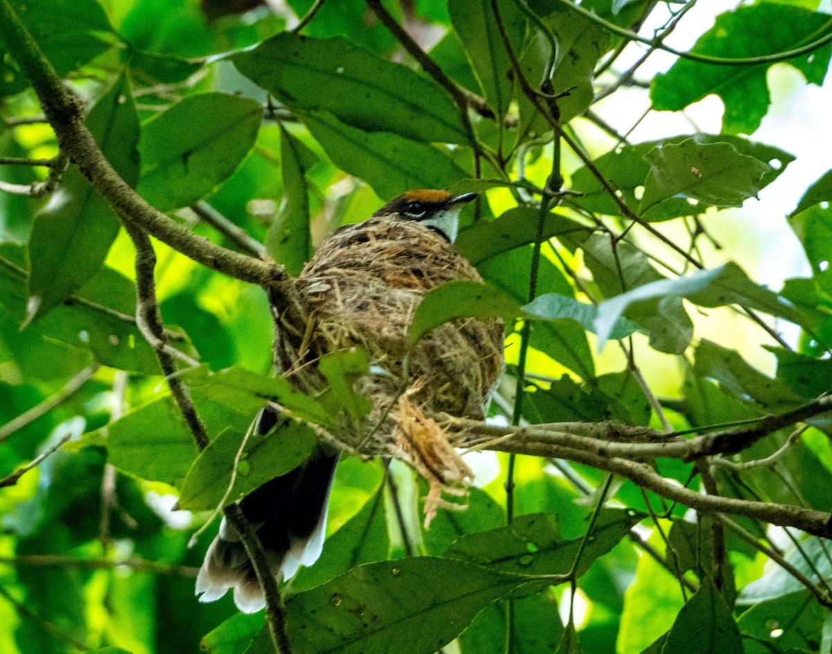 Australian Rufous Fantail - ML296163851