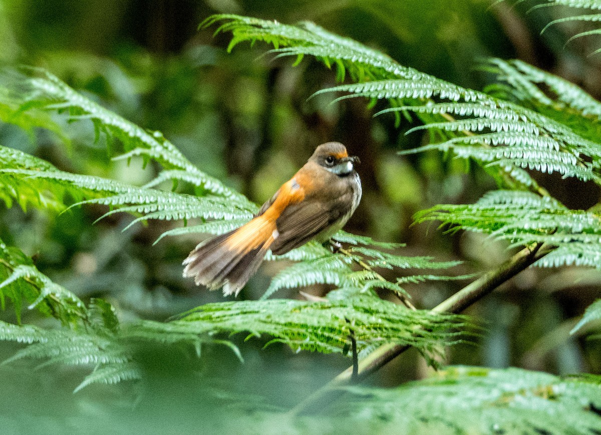 Australian Rufous Fantail - ML296164071