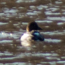 Common Goldeneye - ML296164171