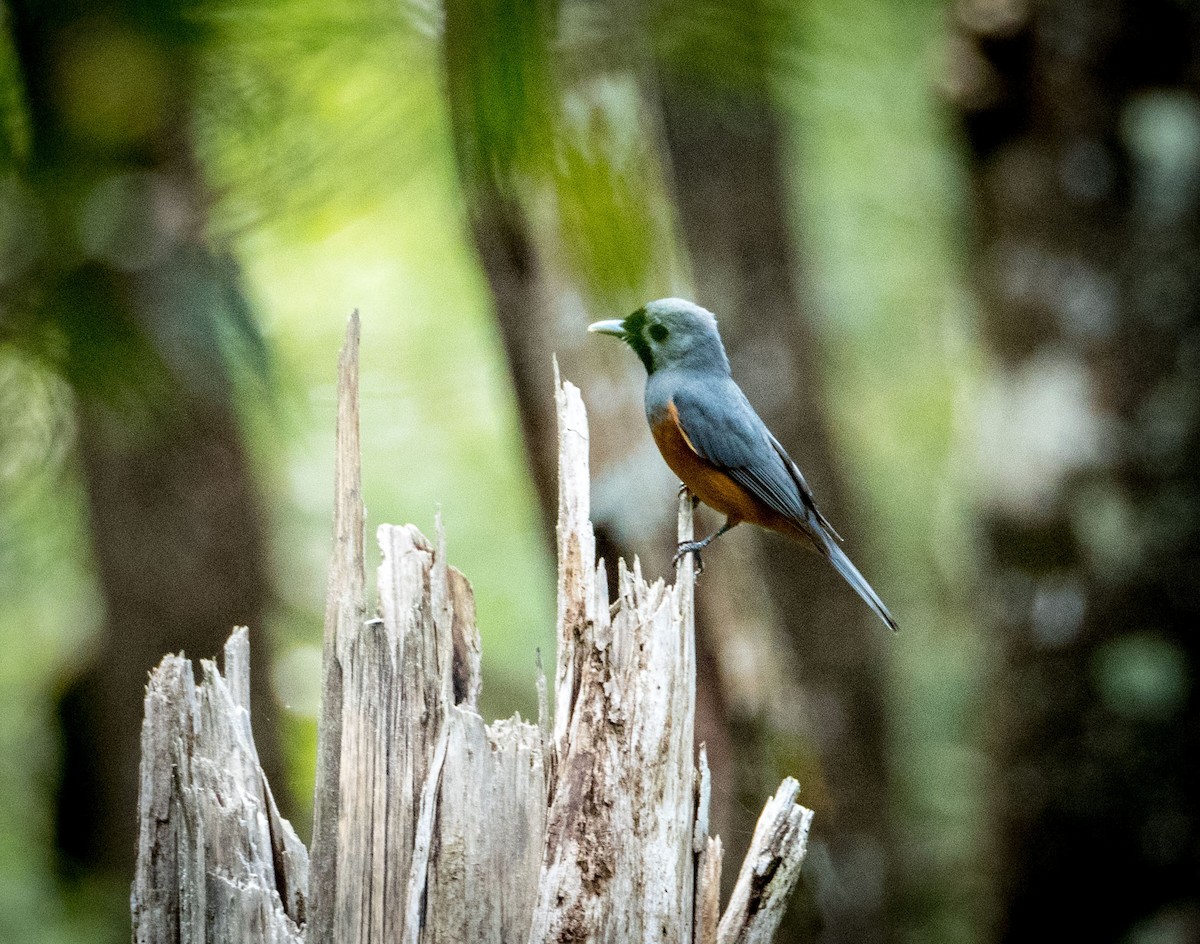 Black-faced Monarch - ML296164471