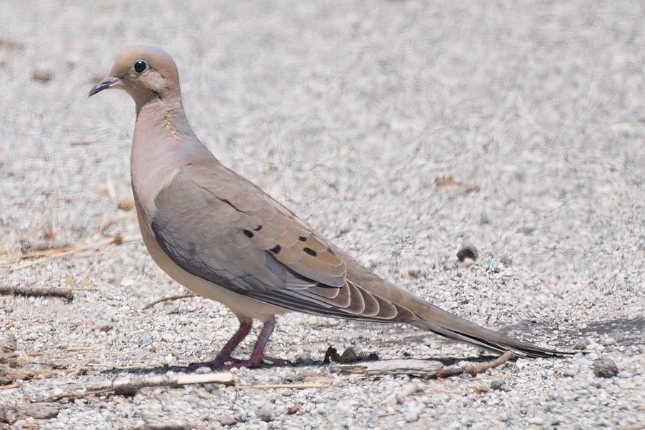 Mourning Dove - ML29616751