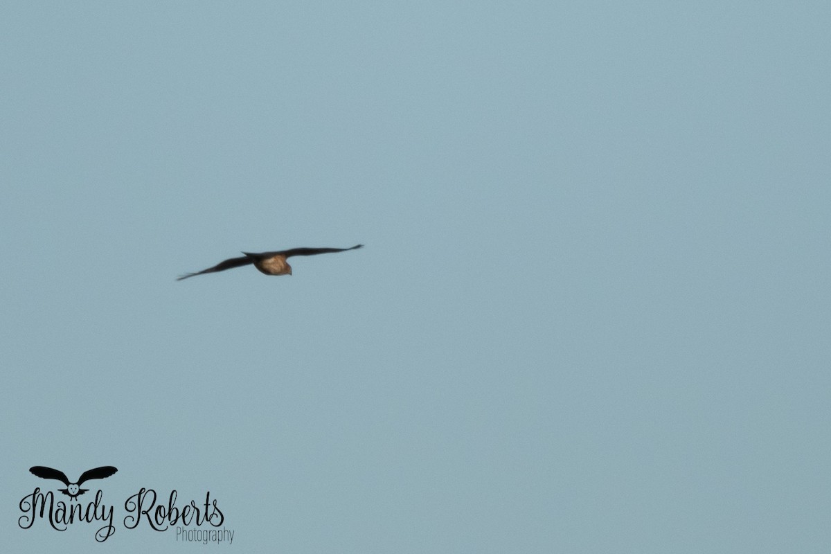 Sharp-shinned Hawk - ML296167591