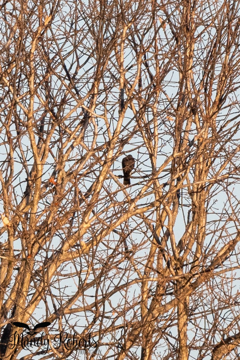 Sharp-shinned Hawk - ML296167611