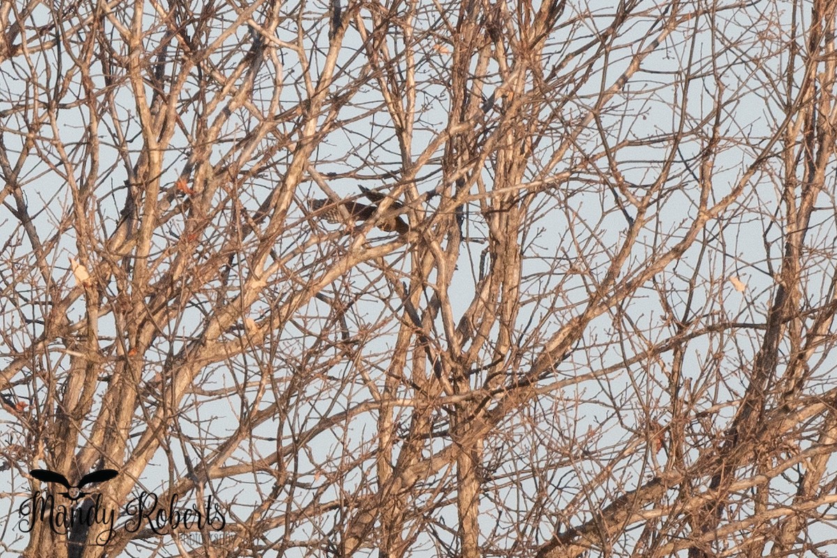 Sharp-shinned Hawk - ML296167621