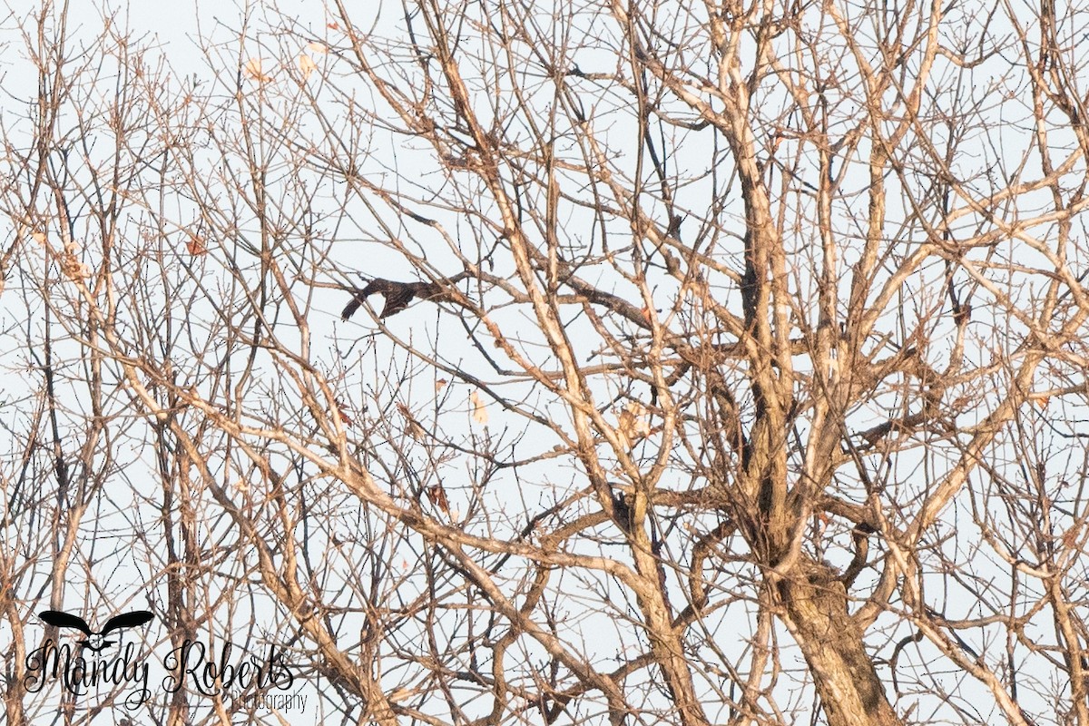 Sharp-shinned Hawk - ML296167631