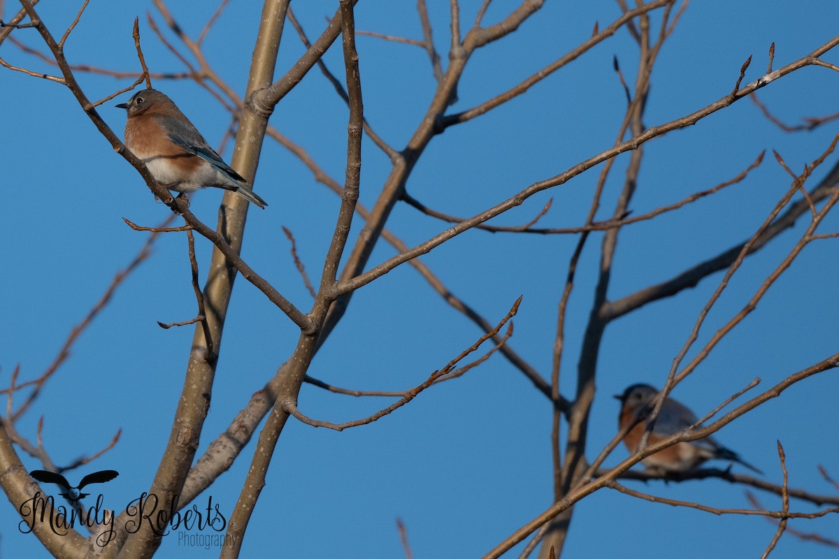 Eastern Bluebird - ML296167761