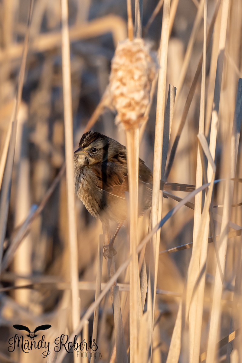 Swamp Sparrow - ML296168011