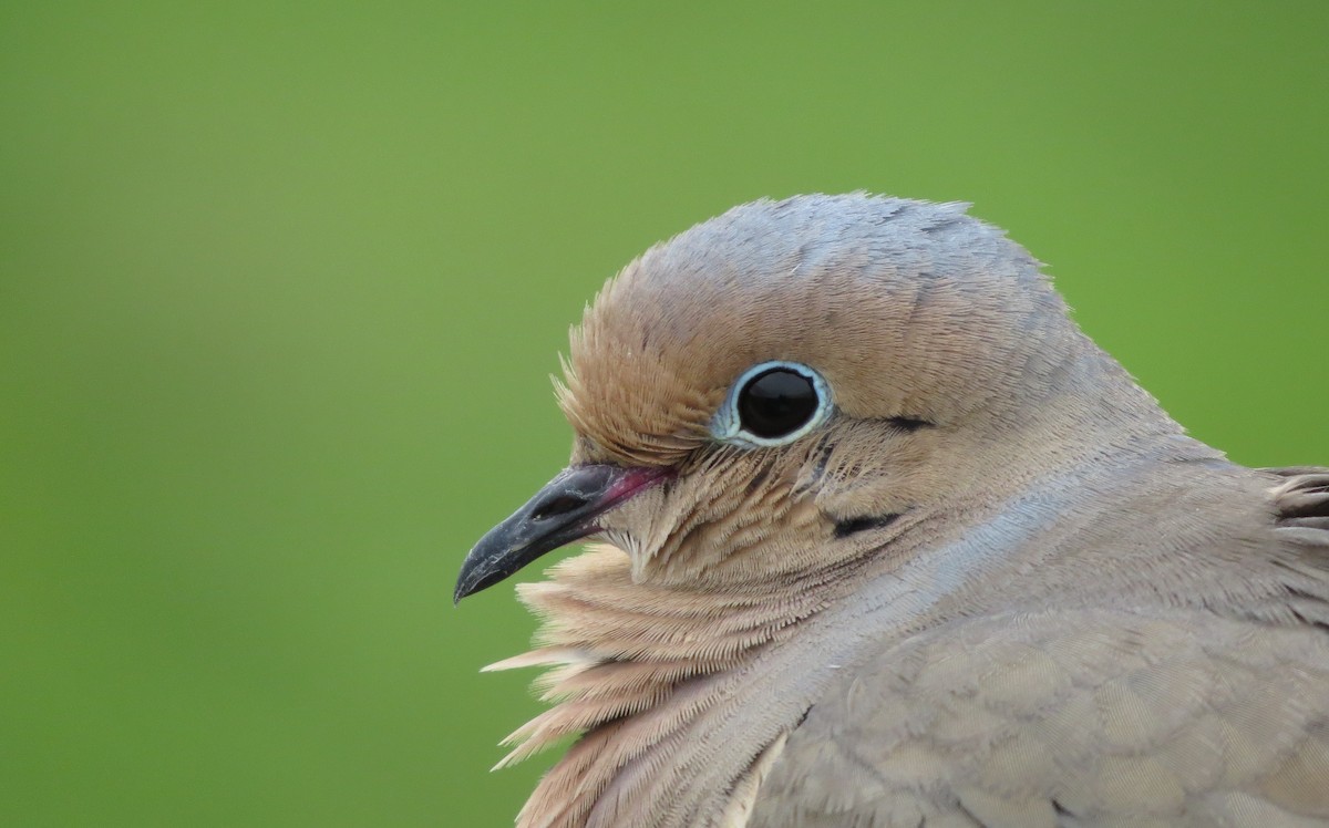 Mourning Dove - Tim Swain