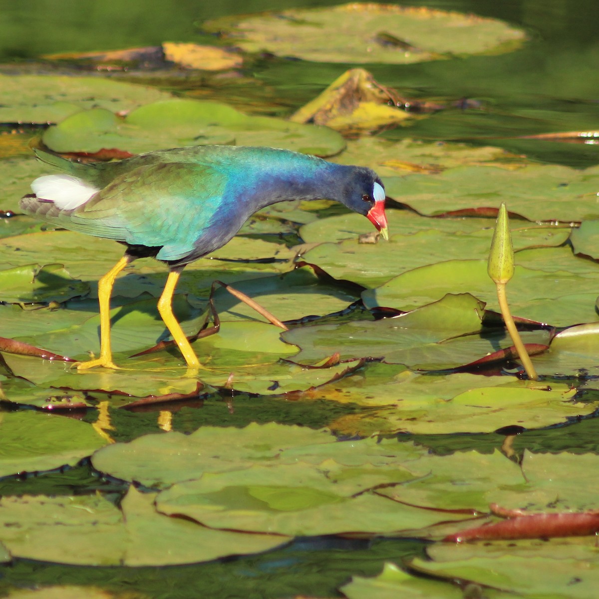 Purple Gallinule - Ivan Ebrecht