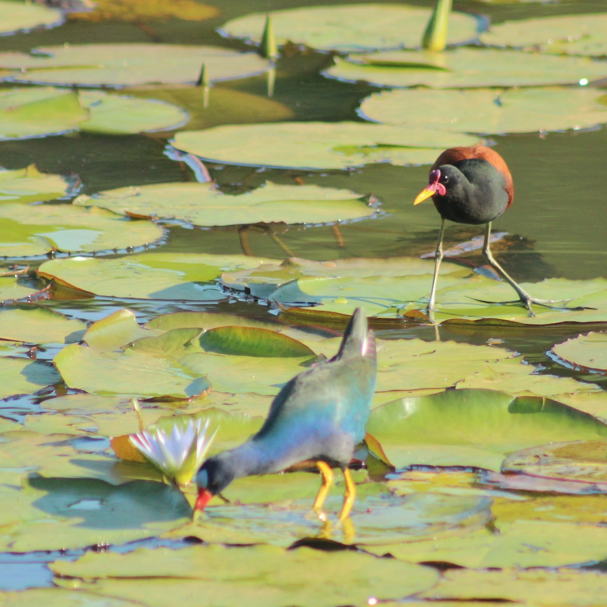 Jacana Suramericana - ML296169921