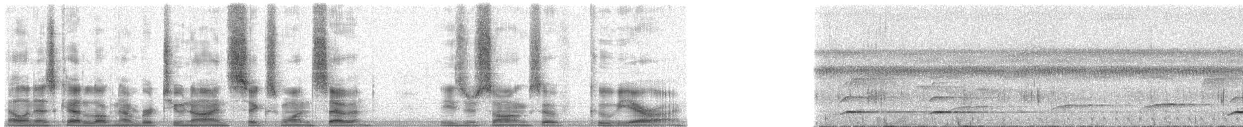 tukan rudozobý (ssp. cuvieri/inca) - ML29617