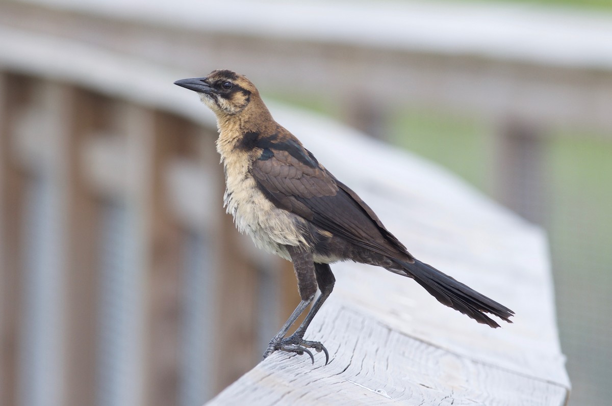 Boat-tailed Grackle - Brandon Trentler