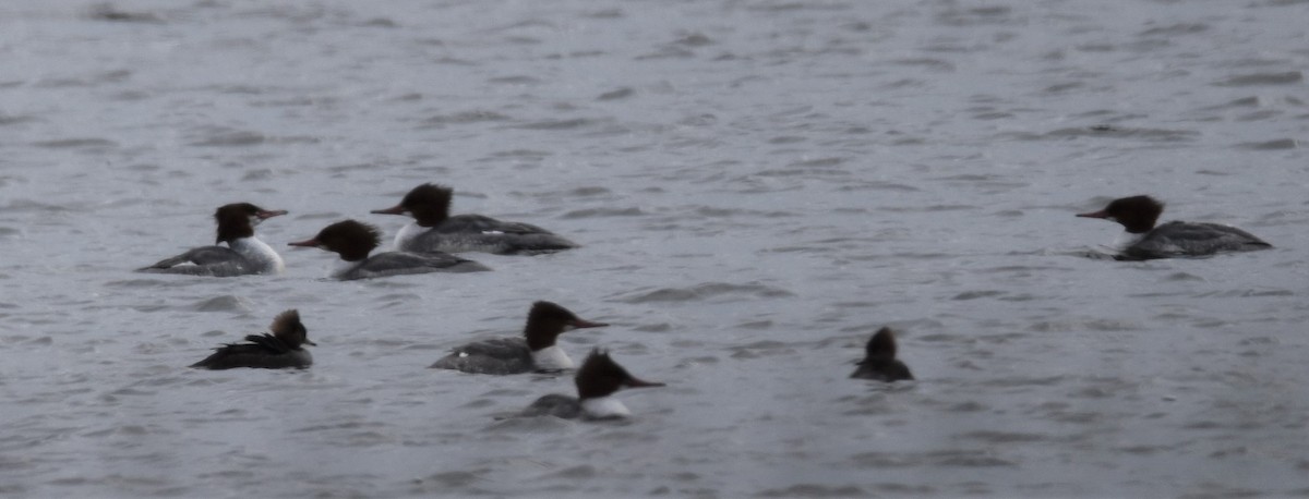 Common Merganser - ML296171301