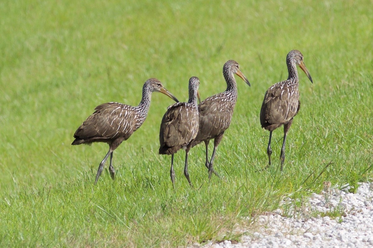 Limpkin - Brandon Trentler