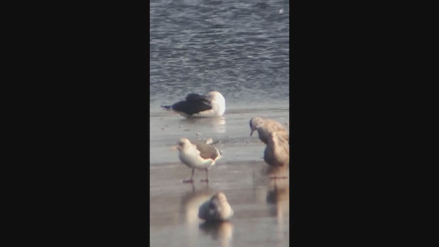 Slaty-backed Gull - ML296172111