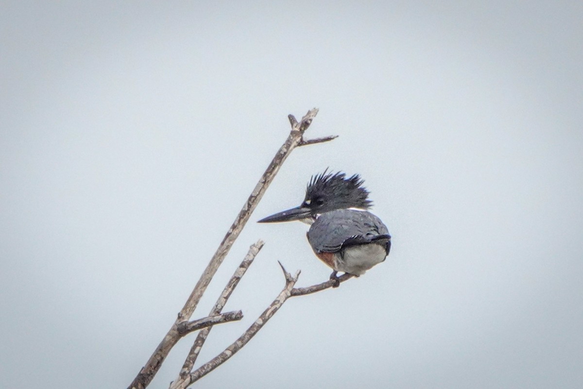 Belted Kingfisher - ML296172191