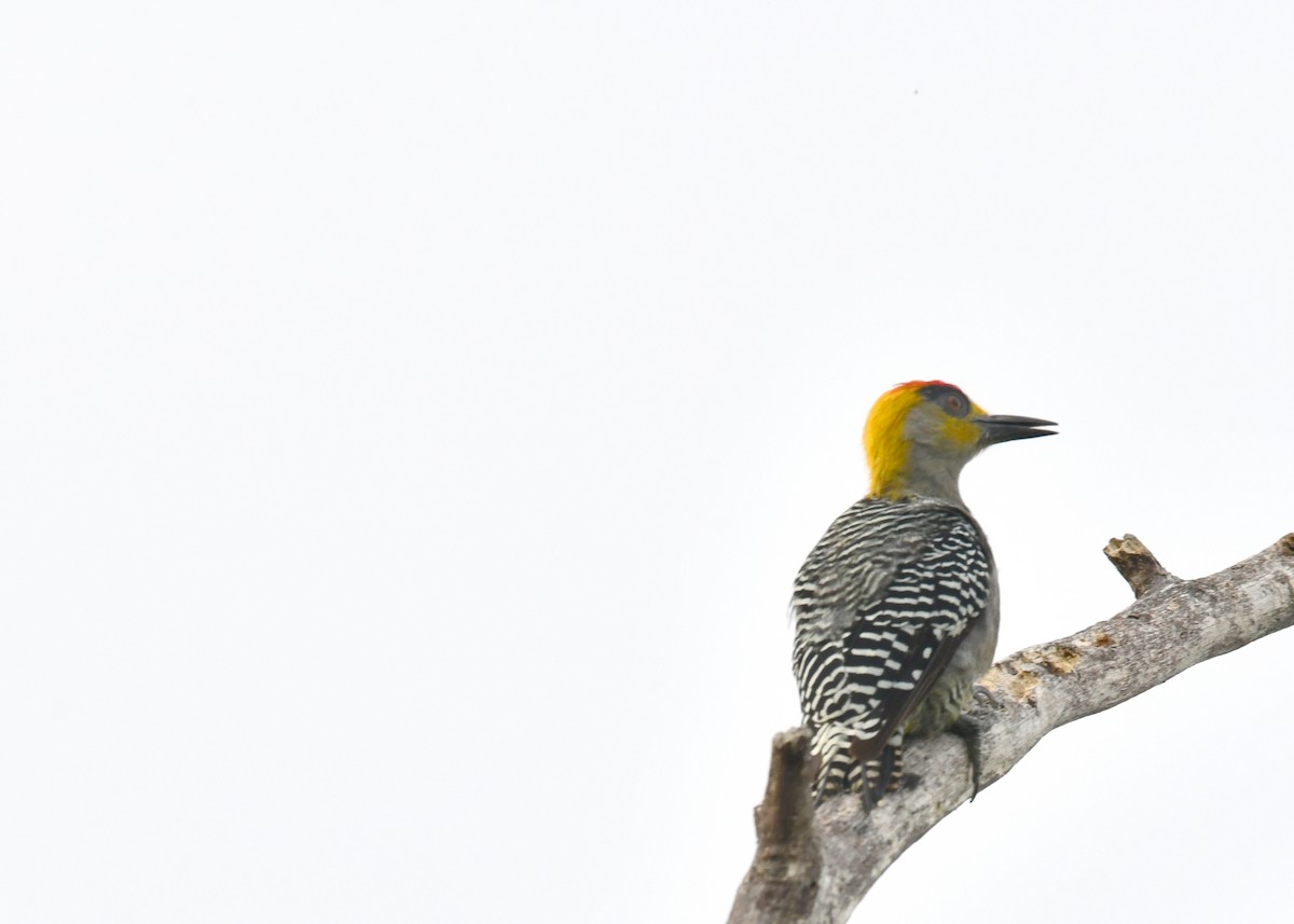 Golden-cheeked Woodpecker - ML296174181