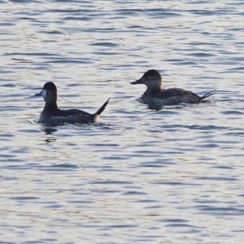 Ruddy Duck - ML296174261