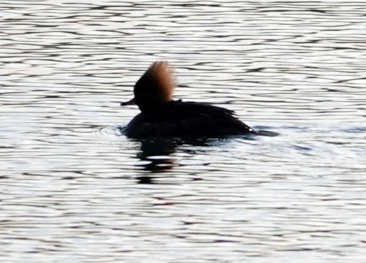 Hooded Merganser - ML296174301