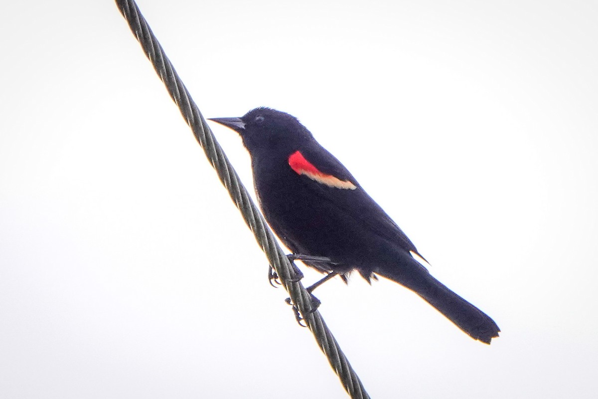 Red-winged Blackbird - ML296174501